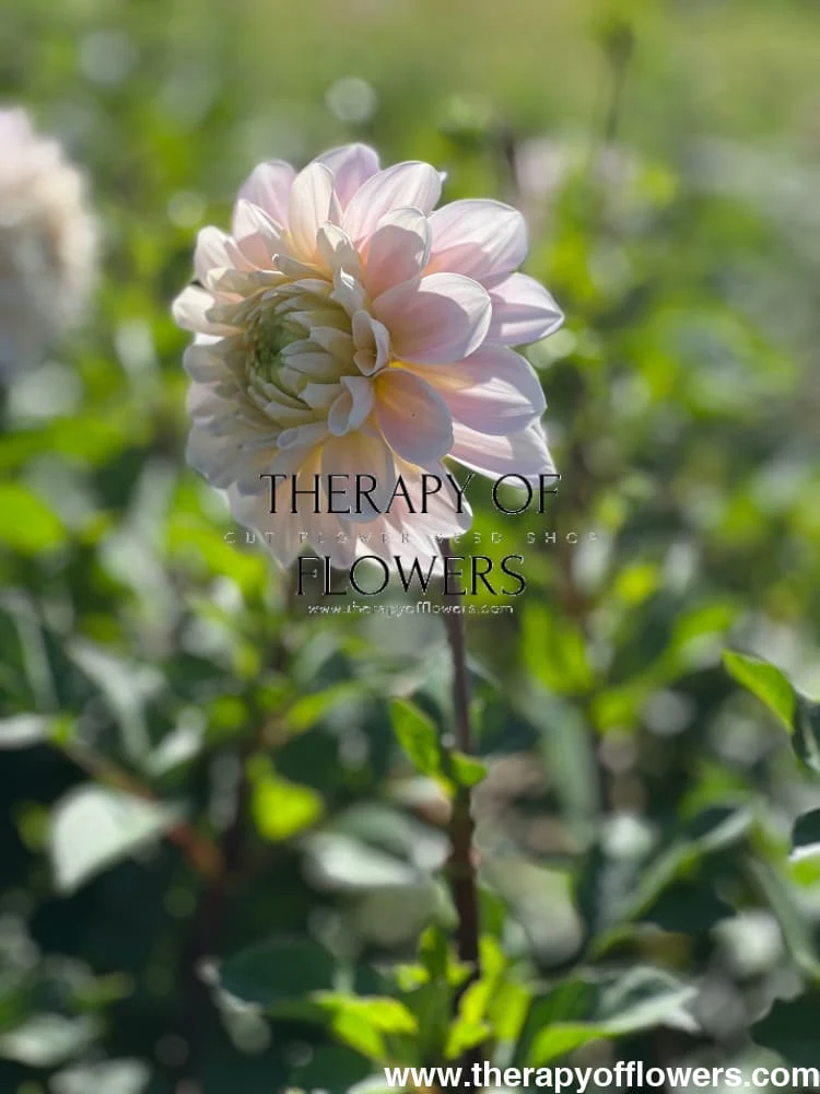 Dahlia Sweet Nathalie | Wedding Cut Flower
