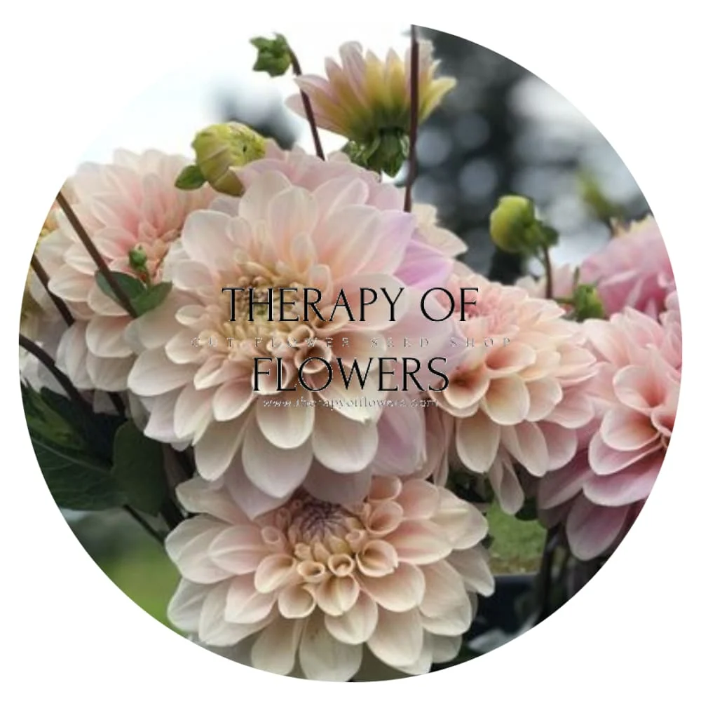 Dahlia Sweet Nathalie | Wedding Cut Flower