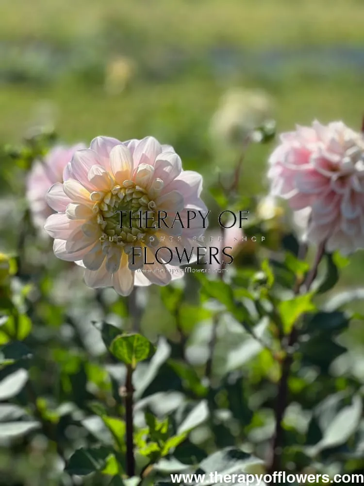 Dahlia Sweet Nathalie | Wedding Cut Flower