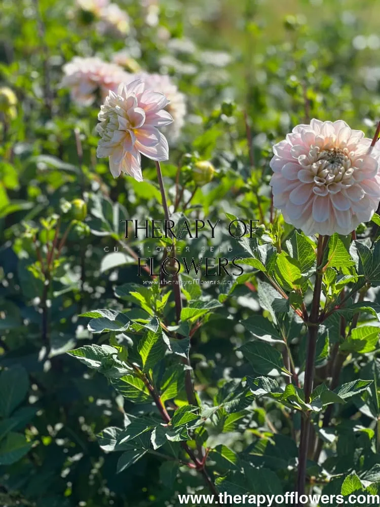 Dahlia Sweet Nathalie | Wedding Cut Flower