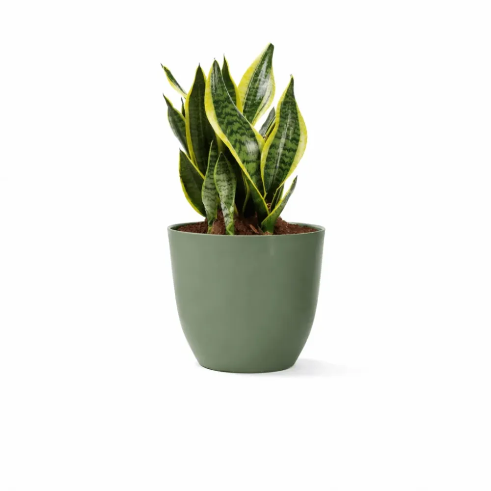 Vaso Conca Pure Nicoli Verde Rosmarino 38cm